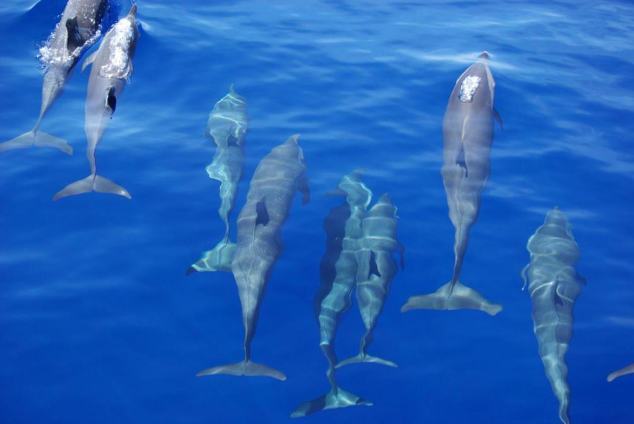 Island Guest Ξενοδοχείο Maamendhoo Εξωτερικό φωτογραφία